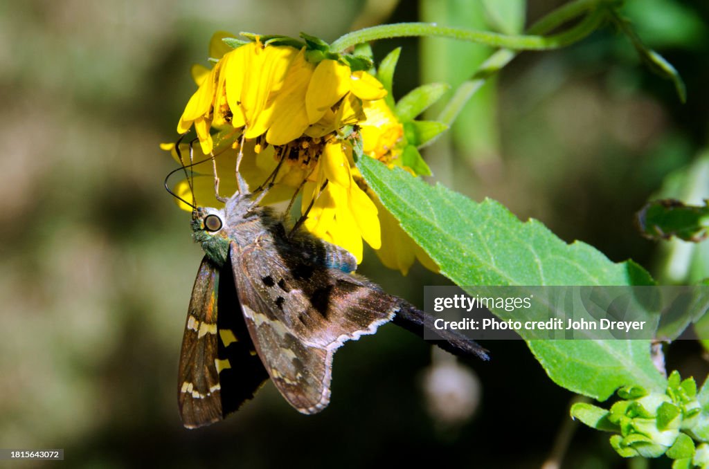 Long-tailed Skipper and Yellow Flower