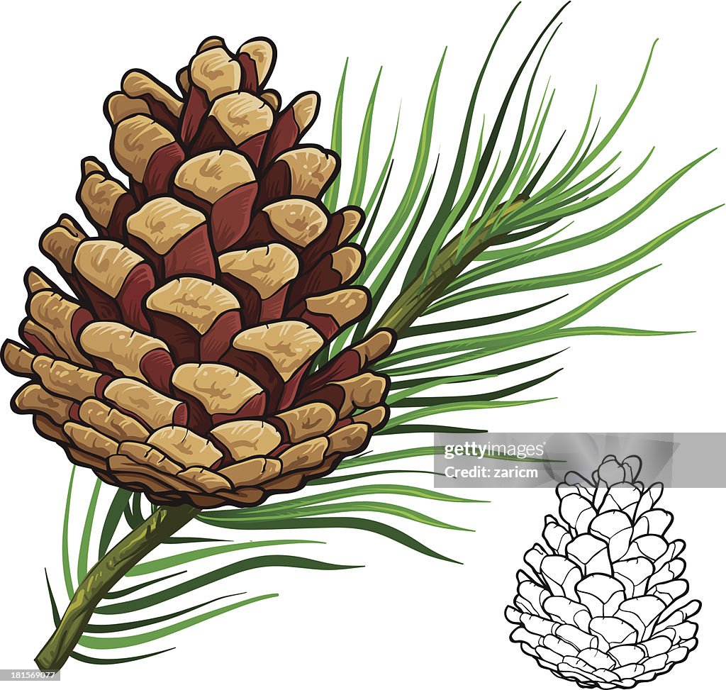 Pine Cone High Res Vector Graphic Getty Images pine-cone-high-res-vector-graphic-getty-images