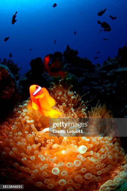 tomato anemonefish - symbiotic relationship stock pictures, royalty-free photos & images