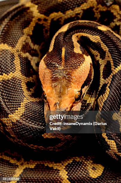 320 Python Prey Stock Photos, High-Res Pictures, and Images - Getty Images