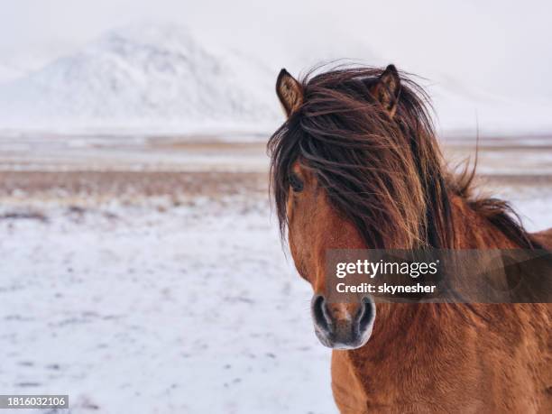 brown icelandic horse during winter day. - sorrel horse stock pictures, royalty-free photos & images