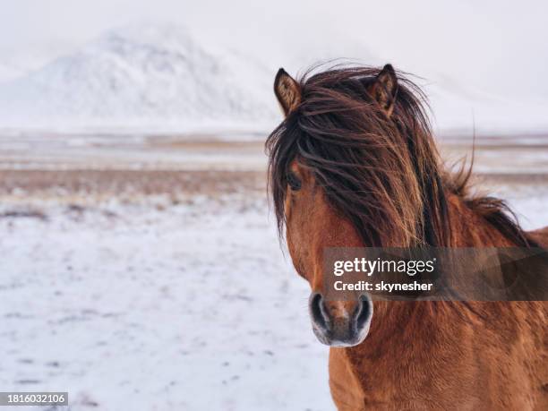 brown icelandic horse during winter day. - icelandic horse stock pictures, royalty-free photos & images