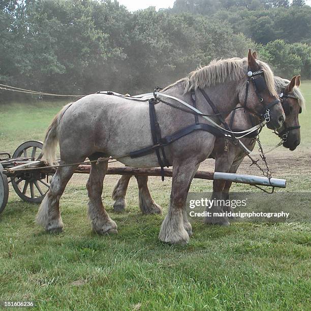 jutland horses - zugpferd stock-fotos und bilder