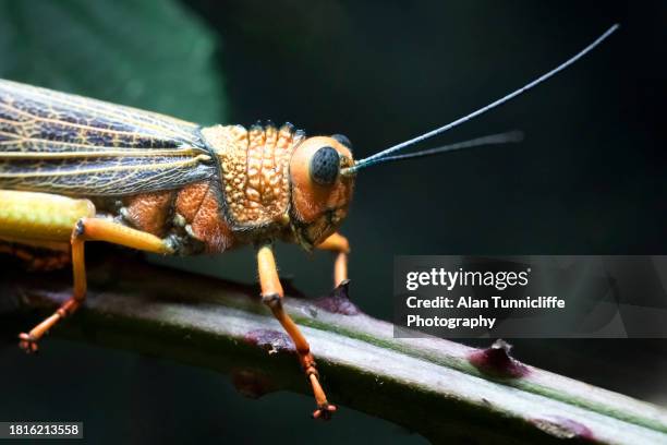 locust - animal antenna stock pictures, royalty-free photos & images