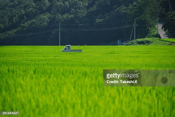 rice field - luton stock pictures, royalty-free photos & images