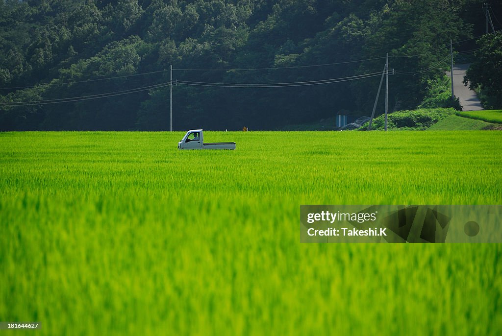 Rice field
