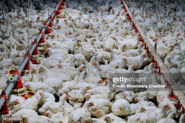 chickens in a barn - kip stockfoto's en -beelden