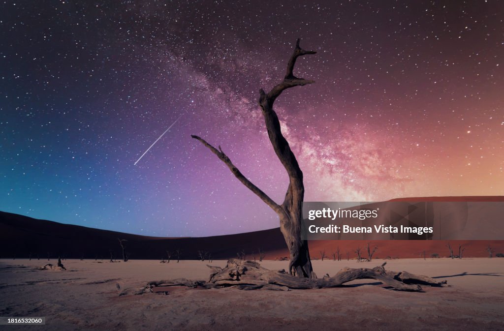 Namibia. Sossusvlei. Dead tree in the Desert
