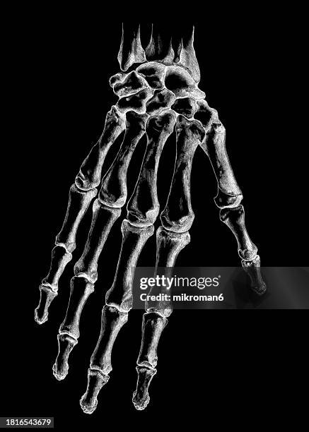 Human Righ Hand Part 7,032 Parts Of A Skeleton Stock Photos, High-Res Pictures, and Images ...