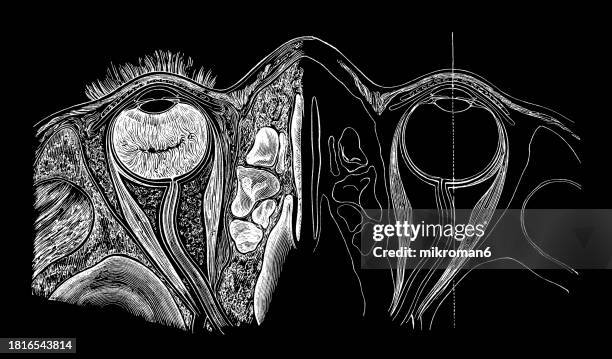 old engraved illustration of anatomy of the human eye, cross-section through eyeball - retina stock pictures, royalty-free photos & images