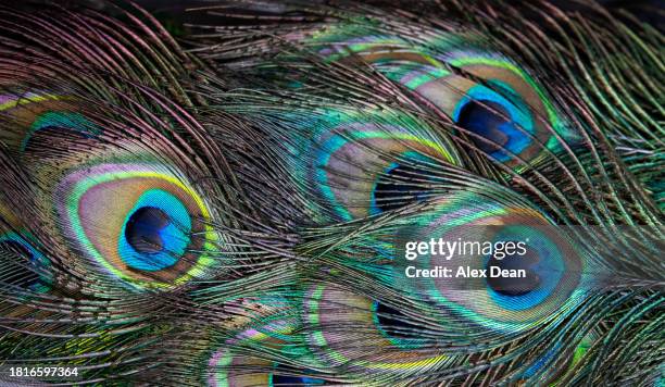 close-up of peacock feathers - newark stock pictures, royalty-free photos & images
