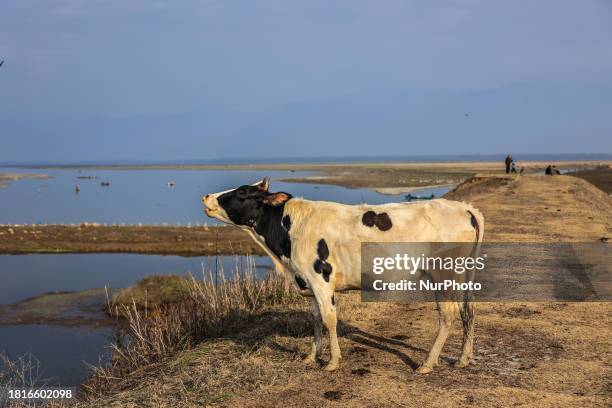 Cow is standing on the road leading to the Wetlands in Ningli, Sopore District, Baramulla, Jammu and Kashmir, India, on December 2 and mooing.