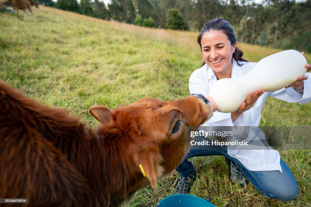 Happy veterinary feeding milk to a calf at a cattle farm