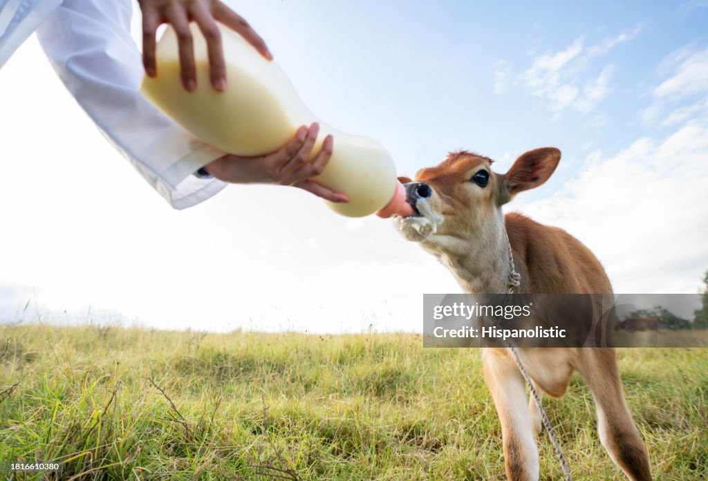 Close-up on a veterinary feeding milk to a calf at a dairy farm