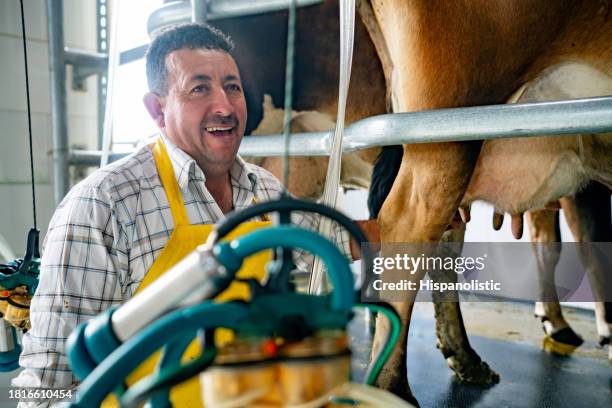 happy farmer milking cows at a dairy farm - farm corral stock pictures, royalty-free photos & images