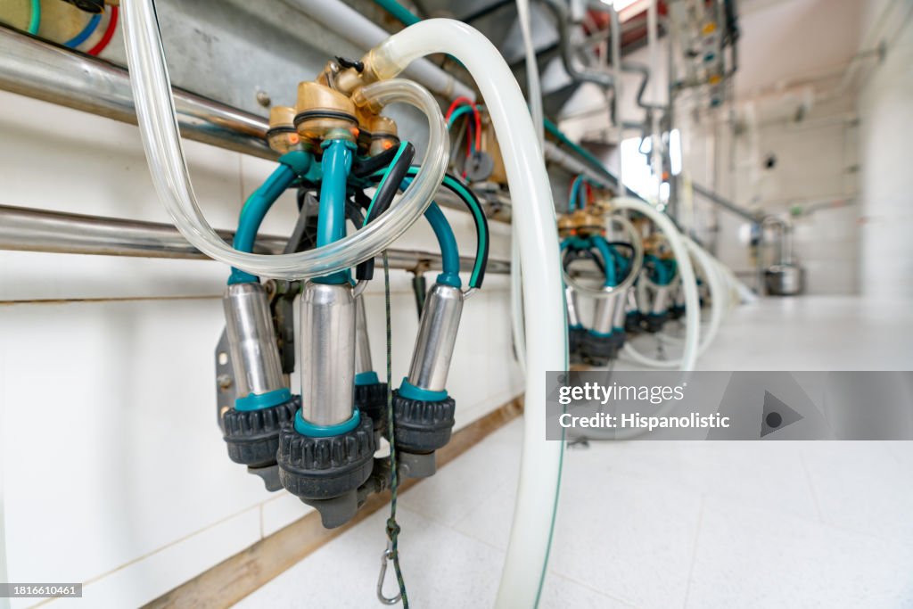 Close-up on a milking machine at a dairy farm