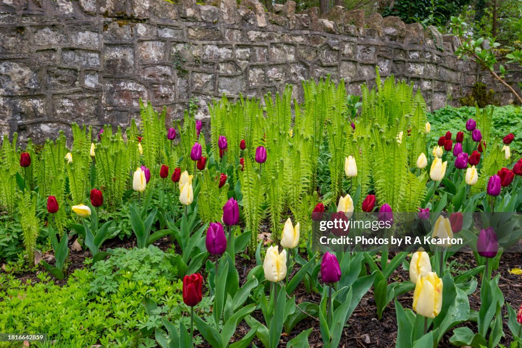 Mixed Tulips emerging through spring greenery