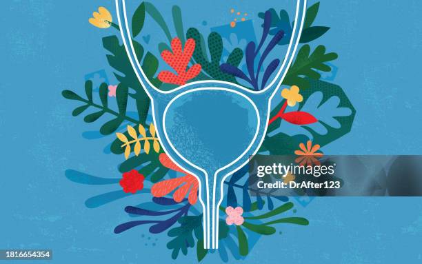 human bladder - bladder stock illustrations