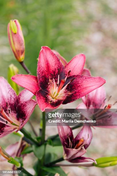 pink lily flower - madonna lily stock pictures, royalty-free photos & images