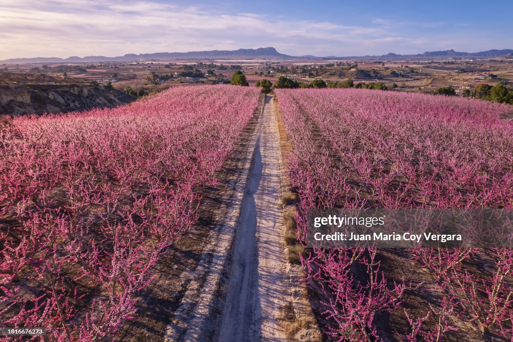 Elevated view of fields of pink peach trees blossom in a valley with footpath in the middle with clear sky, Cieza, Murcia, Spain
