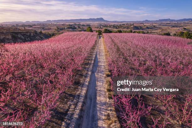 elevated view of fields of pink peach trees blossom in a valley with footpath in the middle with clear sky, cieza, murcia, spain - abricoteiro - fotografias e filmes do acervo