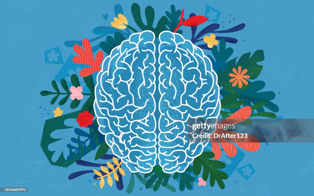 Human Brain Hemispheres