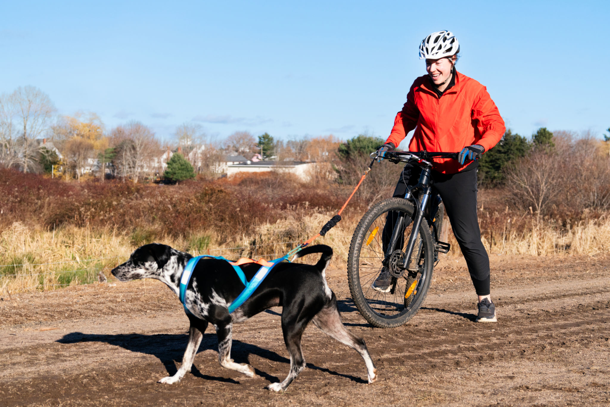dog agility course
