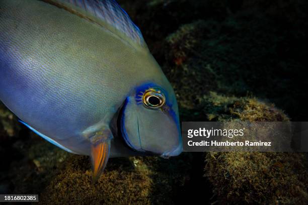 ocean surgeonfish. - wrasses stock pictures, royalty-free photos & images