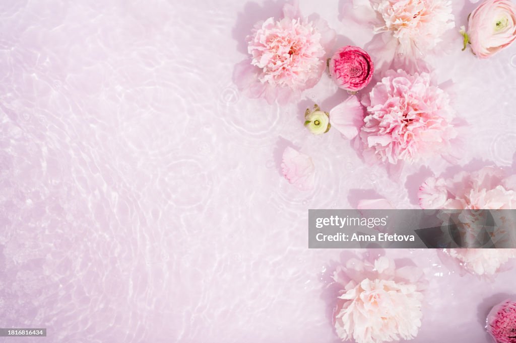 Gentle pink peonies and ranunculus in water with light reflections on pastel pink background. Beautiful backdrop for your design with copy space
