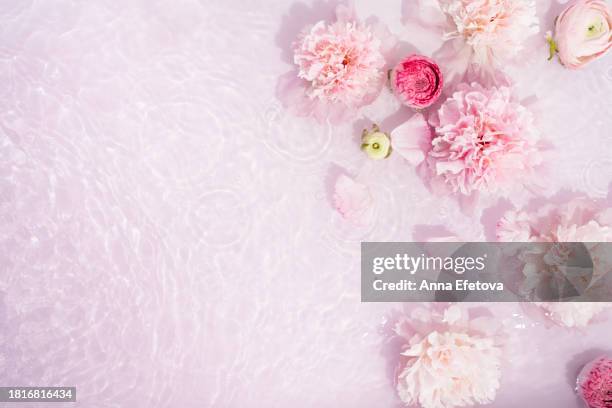 gentle pink peonies and ranunculus in water with light reflections on pastel pink background. beautiful backdrop for your design with copy space - ranunculus wedding bouquet stock pictures, royalty-free photos & images