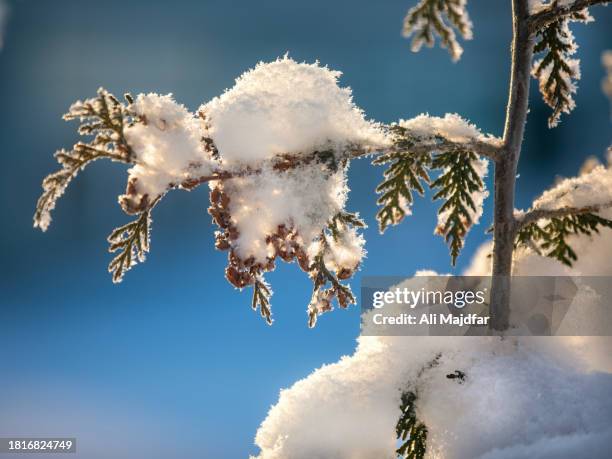snow on cedar tree - larch tree fotografías e imágenes de stock
