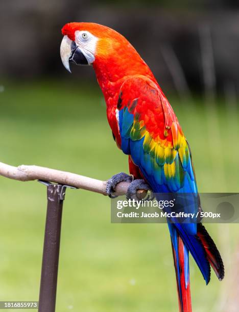 close-up of parakeet perching on branch,cambridge,ontario,canada - vogel bunt stock-fotos und bilder