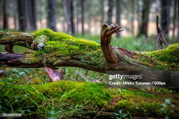 close-up of moss growing on tree trunk - boomstam stockfoto's en -beelden
