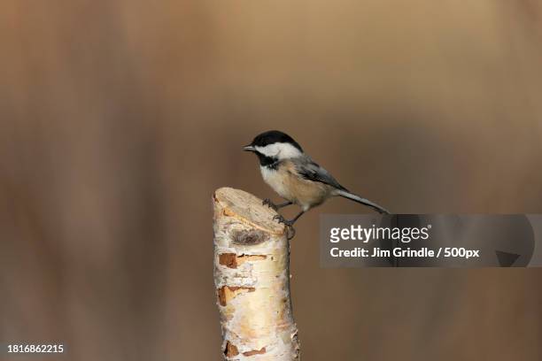 close-up of songtitmouse perching on branch,lakeville,minnesota,united states,usa - lakeville minnesota stock pictures, royalty-free photos & images