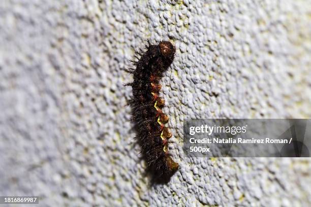 close-up of insect on wall - geometridae stock pictures, royalty-free photos & images
