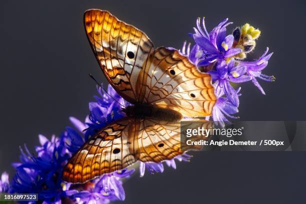 close-up of butterfly pollinating on purple flower,delray beach,florida,united states,usa - delray beach bildbanksfoton och bilder