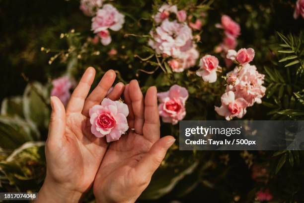 cropped hands of woman touching pink flowering plant,belarus - belarus nature stock pictures, royalty-free photos & images