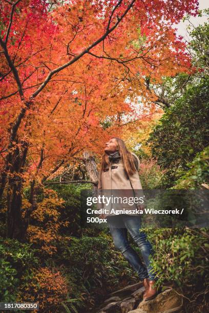 woman walking in forest during autumn,kyoto,japan - peel park stock pictures, royalty-free photos & images