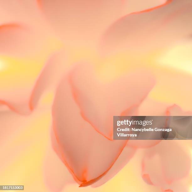 pastel coloured petals - begoniaceae stock pictures, royalty-free photos & images