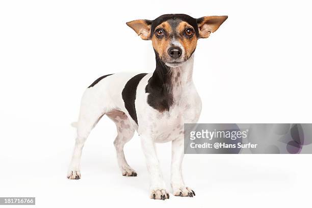 a jack russell terrier still standing! - jack russel terrier bildbanksfoton och bilder