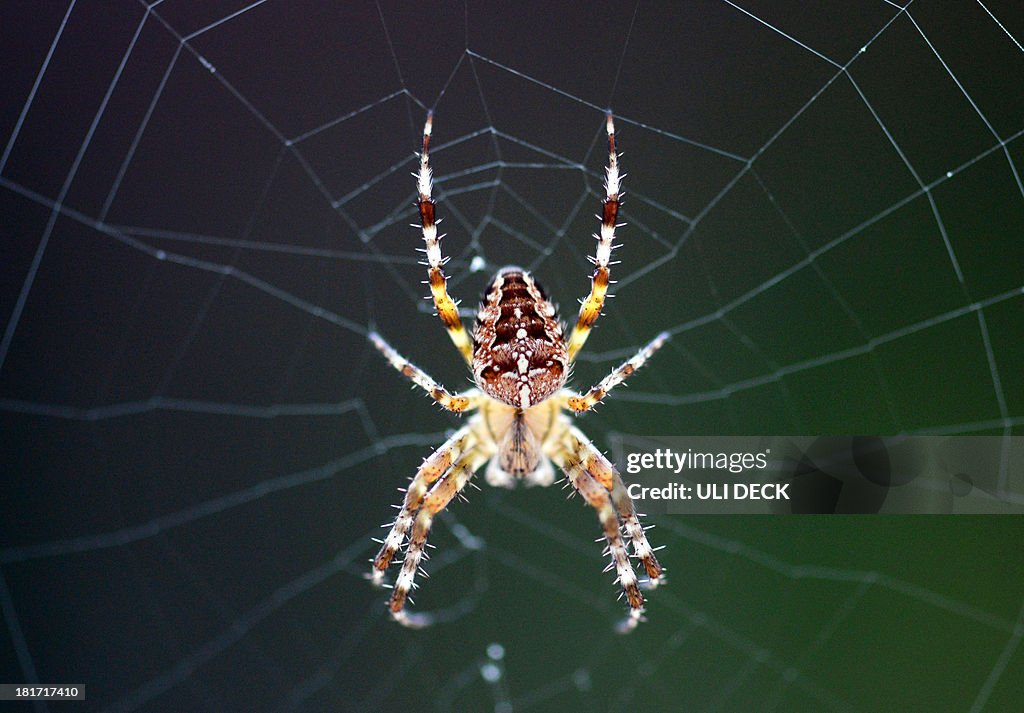 GERMANY-ANIMALS