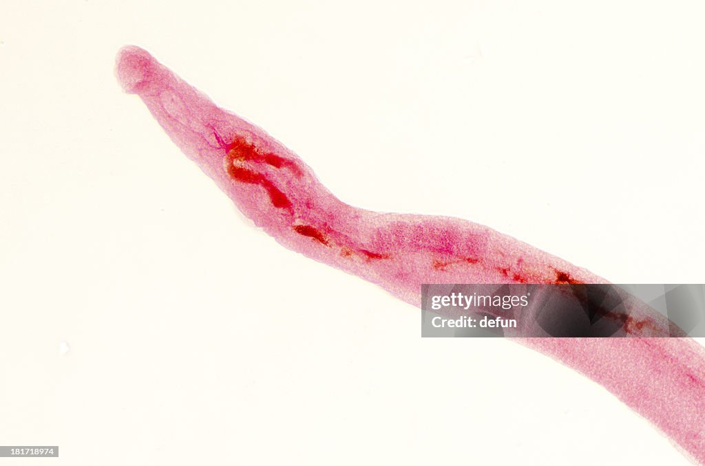 Animal parasiteras schistosome blood flukes