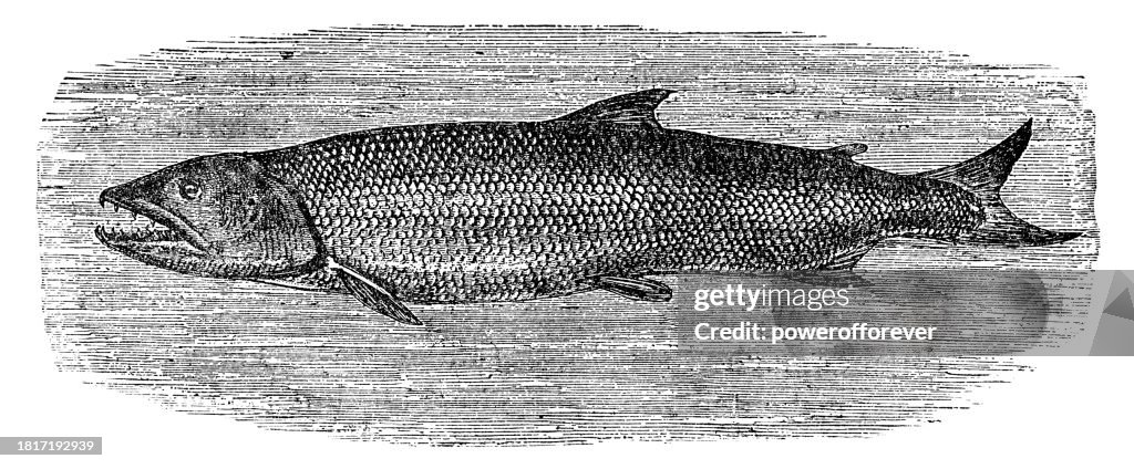 African Tigerfish (Hydrocynus Vittatus) - 19th Century