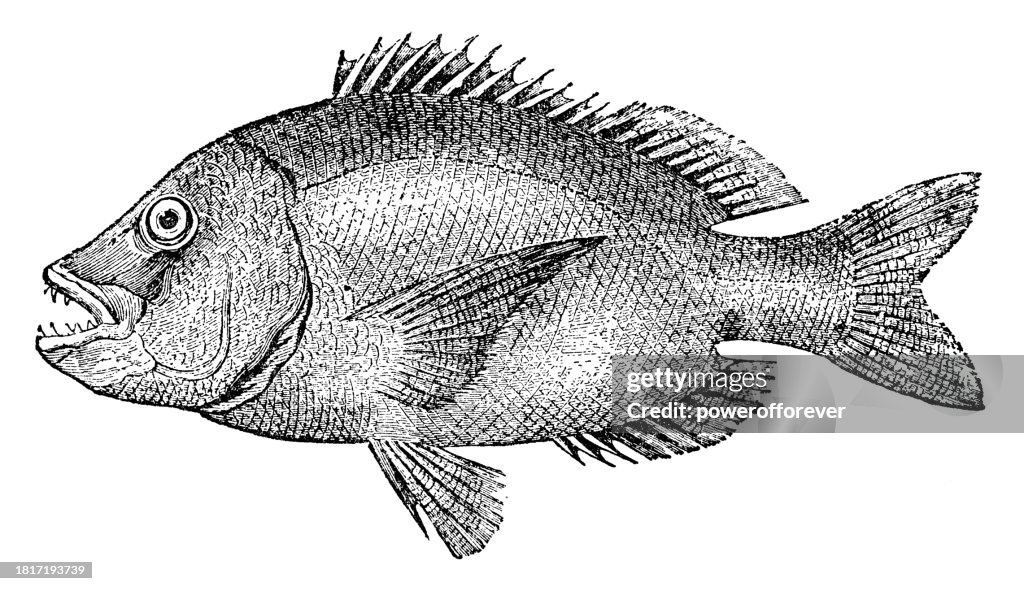 Australasian Snapper Fish (Chrysophrys Auratus) - 19th Century