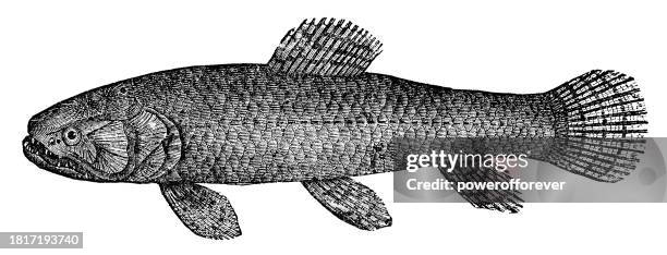 trahira fish (hoplias malabaricus) - 19th century - wolf fish stock illustrations