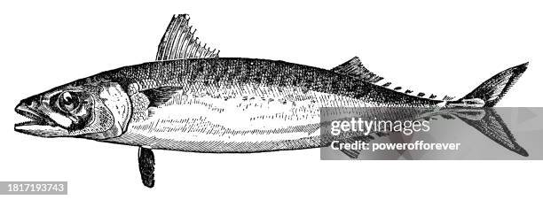 atlantic mackerel fish (scomber scombrus) - 19th century - mackerel stock illustrations