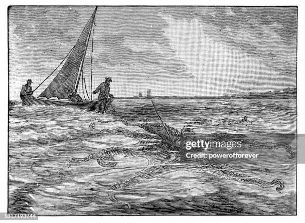 men hunting giant pacific octopus (enteroctopus dofleini) - 19th century - cephalopod stock illustrations