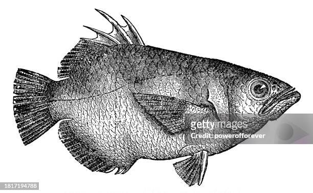 banded archerfish (toxotes jaculatrix) - 19th century - archerfish stock illustrations