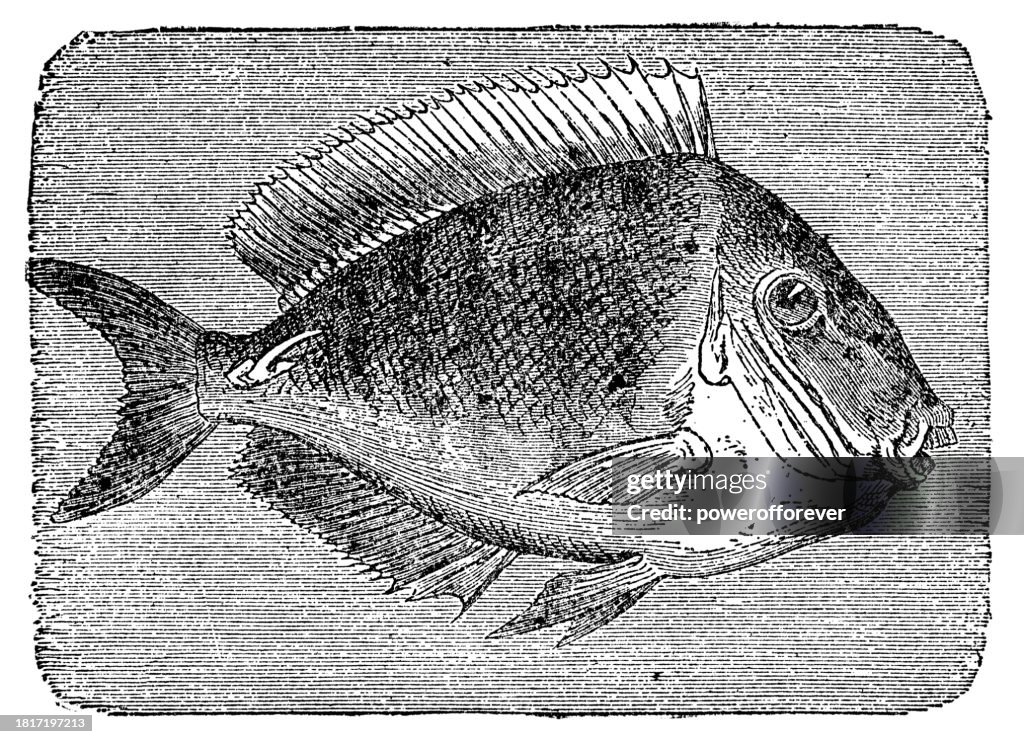 Doctorfish Tang (Acanthurus Chirurgus) - 19th Century