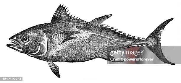 illustrazioni stock, clip art, cartoni animati e icone di tendenza di tonno rosso dell'atlantico (thunnus thynnus) - 19° secolo - tonno-dalla-pinna-blù